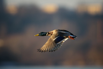 Mallard Duck in flight.