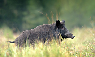 Wild Boar in the natural green environment.