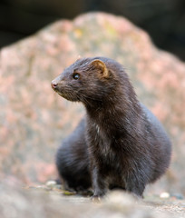 Mink in the natural stony environment. - 158843613