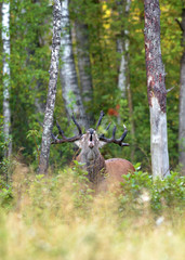 Red Deer Stag Roaring in the natural Forest.