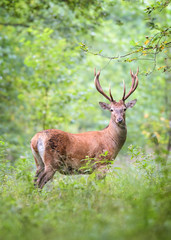 Red Deer Stag Roaring in the natural Forest.