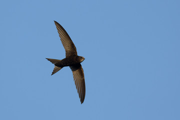 Swift in flight on blue sky background