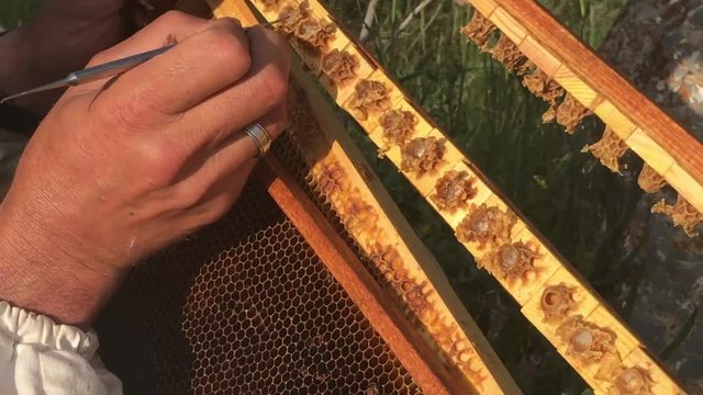 arı s&uuml;t&uuml; &uuml;retim aşamaları