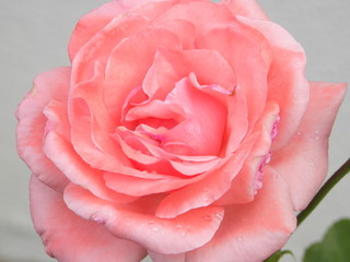 macro rosa