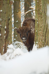 Żubr  © Marcin Zakrzewski