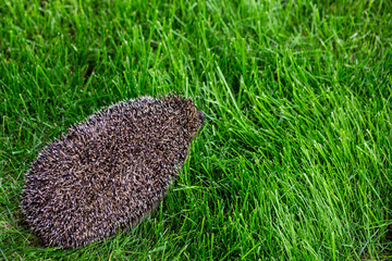 A hedgehog walking on a green grass lawn
