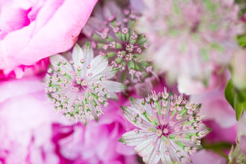 A composition bouquet of allium onion flowers