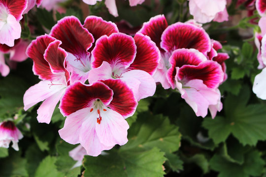 Natur Pflanze Blume Geranie rosapink
