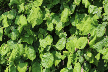 Natur Pflanze Baum Hasel Blatt grün 
