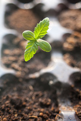 Small green sprout marijuana medicinal