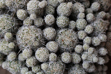 Natur Pflanze Kaktus mit Stacheln grau