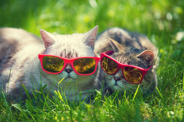 Two cats wearing sunglasses lays in a grass in sunny day