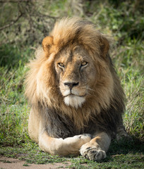 Fototapeta na wymiar Large adult male Lion, Serengeti, Tanzania