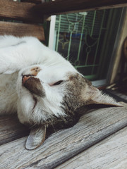 Cute little kitten sleeps on wood background.