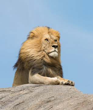 Male Lion on rock, Serengeti, Tanzania