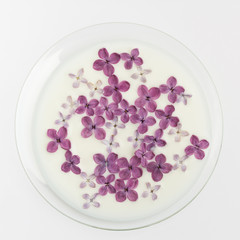 Lilac flowers in milk on white background. Natural cosmetic concept