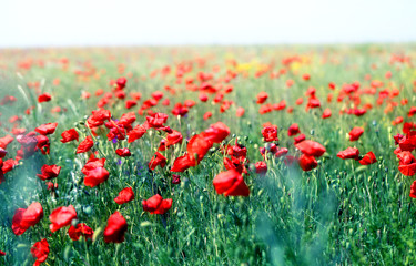 Photo of beautiful red poppies