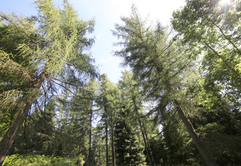 tall trees in a coniferous forest