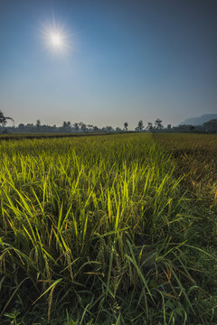 Rice farm in the morning