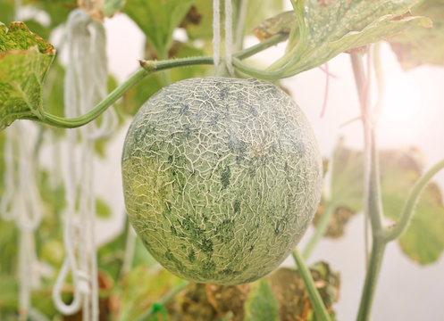 Cantaloupe melon in greenhouse farm.