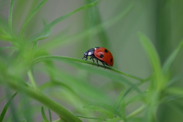 Ladybug macro in nature 