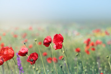 Photo of beautiful red poppies