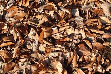 Natur Pflanze Blatt Laub Herbstlaub braun