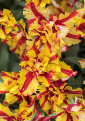 colorful tulips flowers blooming in a garden