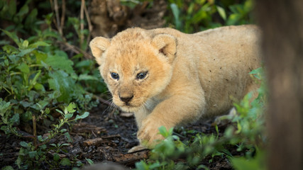 5 week old Lion cub, Serengeti, Tanzania
