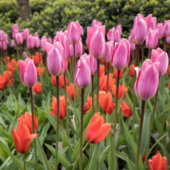 pink and orange tulips flowers blooming in a garden
