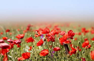 Photo of beautiful red poppies