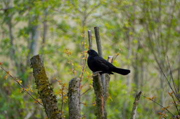 Common blackbird resting on a tree stub