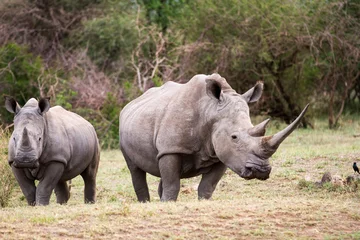 Deurstickers White Rhinoceros aka square lipped rhino © Charles