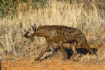 Spotted Hyena after a mud bath
