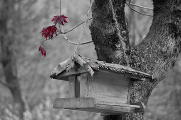 Bird house and maple leaves (desaturated)