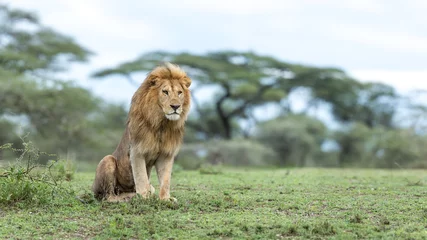 Tableaux ronds sur plexiglas Lion Lion mâle adulte dans la région de Ndutu en Tanzanie