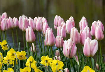 colorful tulips and daffodils  blooming in a garden