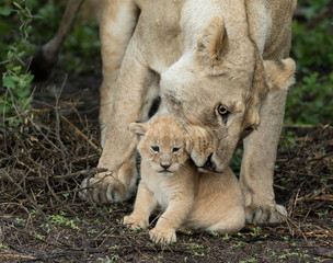 Lioness picks up her small cub, Tanznia