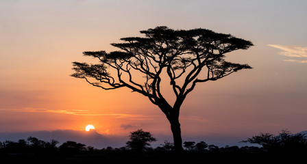 Sunrise in the Serengeti, Tanzania
