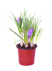 Crocus flowers of violet color in plant pot isolated on white background