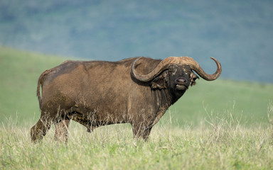 Obraz premium African Buffalo in the Ngorongoro Crater, Tanzania