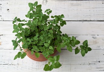 Oregano plant in pot on white wooden background  