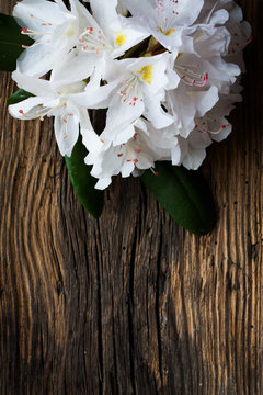 White rhododendron on wood - wooden table