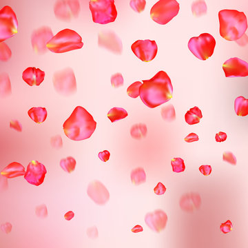 A lot of falling red rose petals on pink background.