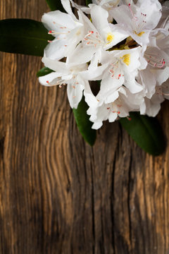 White rhododendron on wood - wooden table