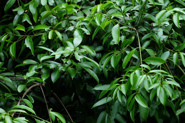 ฺีBush of Bouea macrophylla Griff