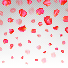 A lot of falling red rose petals on transparent background.