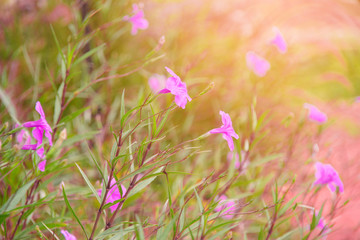 beautiful violet flower in garden with sun light.