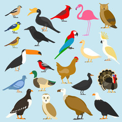 big set of tropical, domestic and other birds, cardinal, flamingo, owls, eagles, bald, sea, parrot, goose. raven. sparrow. chicken. turkey. cockatoo. pigeon. toco toucan. hornbill. griffon. duck.
