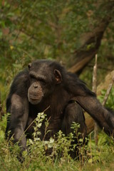 チンパンジー